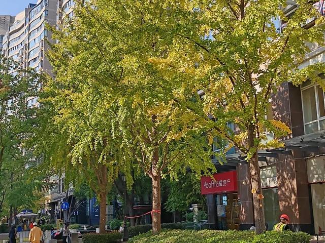 银杏渐黄，黄金城道即将进入“观赏季”→