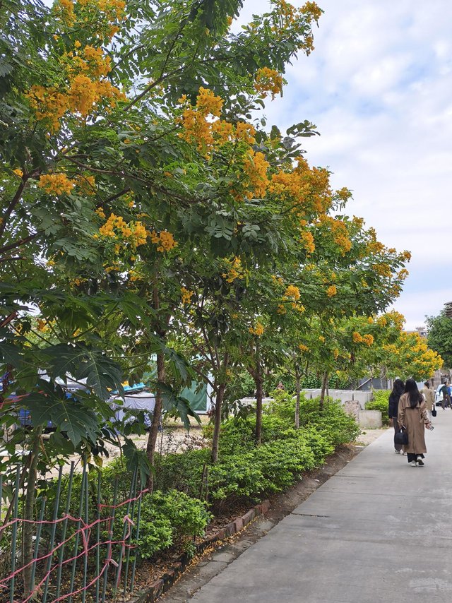 古城“村”晚首场来袭！11月28日，相约东泮共赴文化盛宴