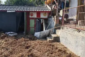 男子持斧杀熊救妻后续：两人仍在治疗，熊尸送高校冷冻图片