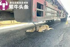 可可西里网红狼被卡车撞了？向导：就是那只最胖的狼 专家：投喂野生动物是“错爱”图片