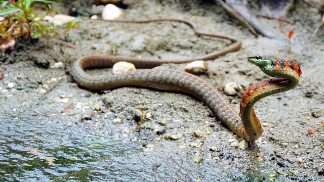 他初中毕业后终身不婚，荒野舍命工作20年，被一群博士封神