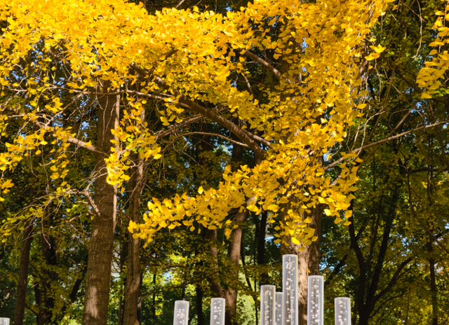 静安“银杏车站”迎来最美时刻！满眼的金色浪漫……（附全区银杏打卡点位）
