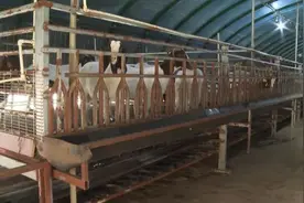 大力发展羊产业 走上致富“羊”关道图片