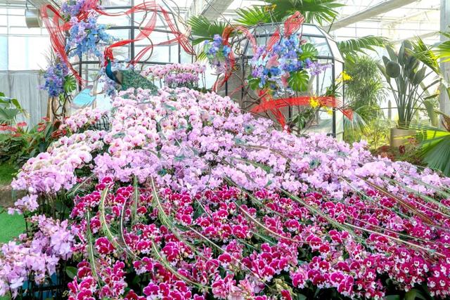 家庭园艺嘉年华| 2026北京兰花文化嘉年华在昌平盛大开幕