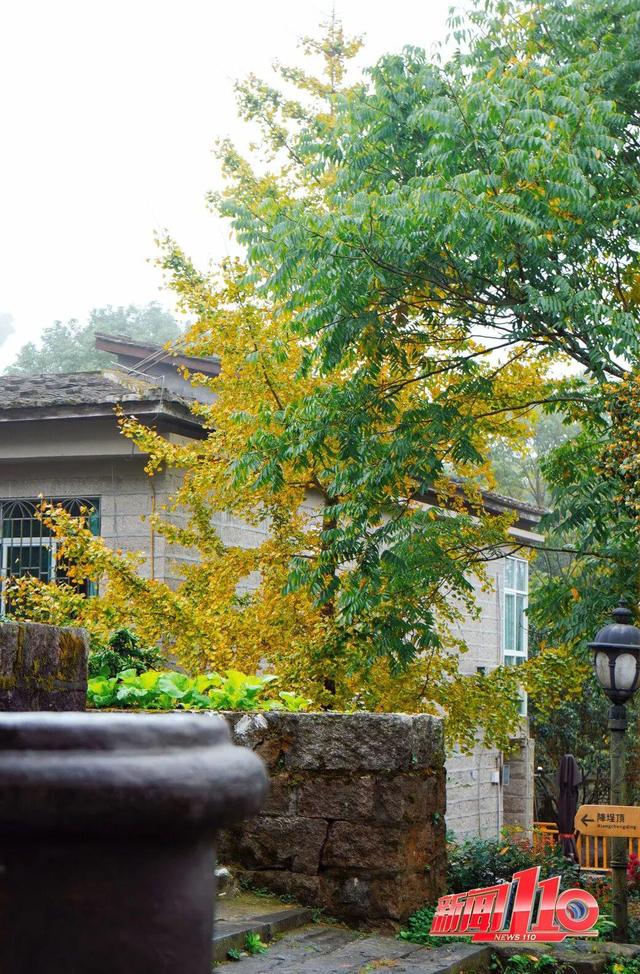 “顶流”回归！近期，福州大量出现