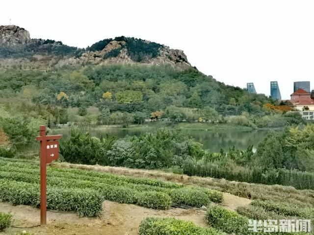 赏叶、看水、听鸟鸣……来青岛浮山森林公园，满足所有对秋天的想象