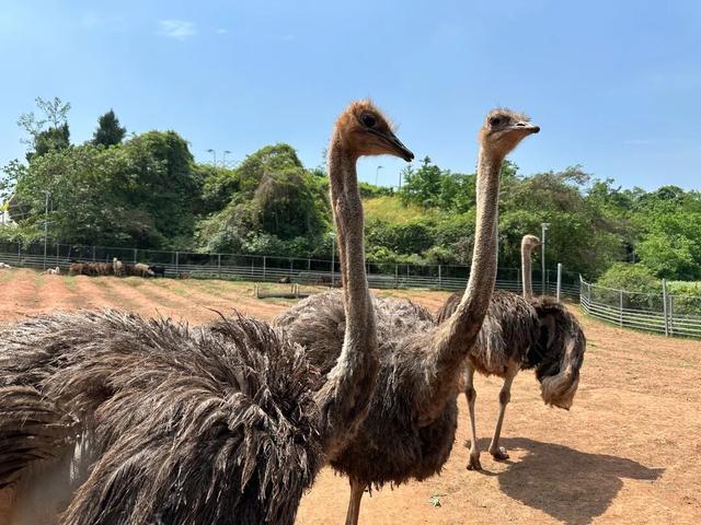 三星镇：以“吃、看、耍”三重体验，激活丘区文商旅体融合新动能