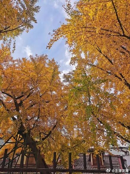 上海中心城区“树龄最长”：700岁古银杏即将迎来最美季！