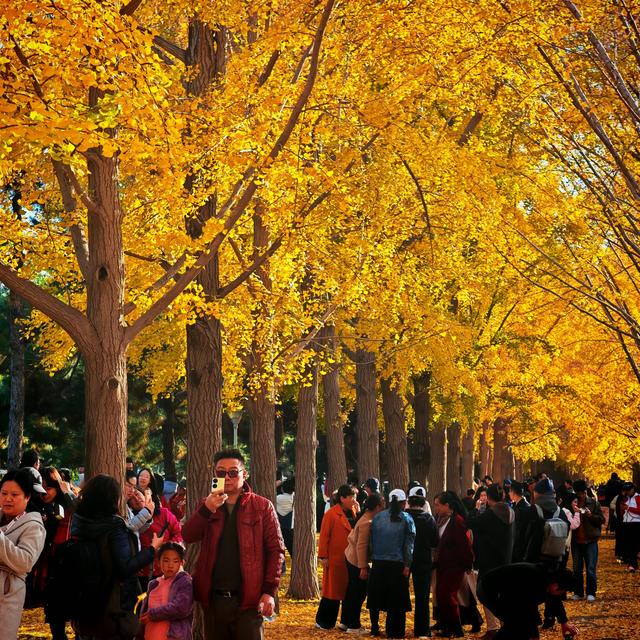 北京三里河：银杏满树金黄，游客争相合影