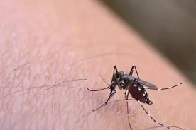 秋蚊子为什么那么毒？图片