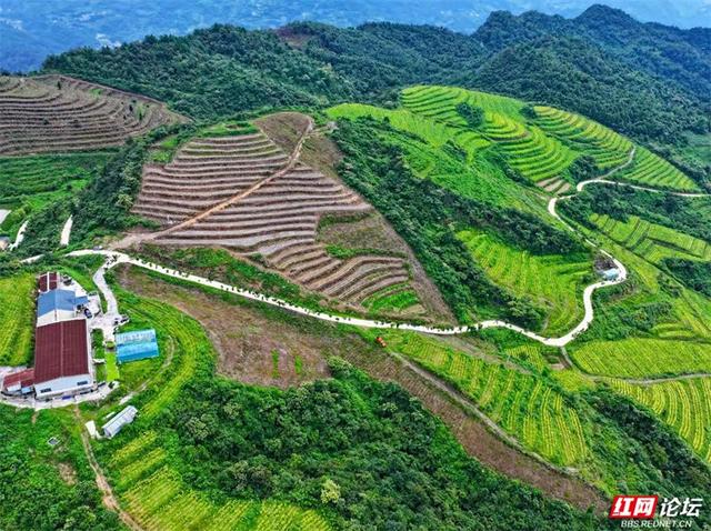 欢庆时刻丨闯入山水画卷，桑植梯田的四季之美