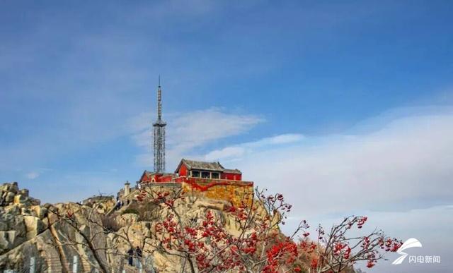 组图丨岱宗初冬暖光漫 红果松影醉游人