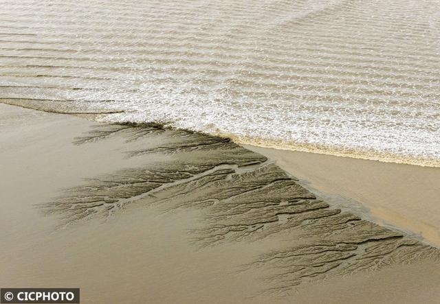 宛如水墨画！钱塘江滩涂出现“潮汐树”景观