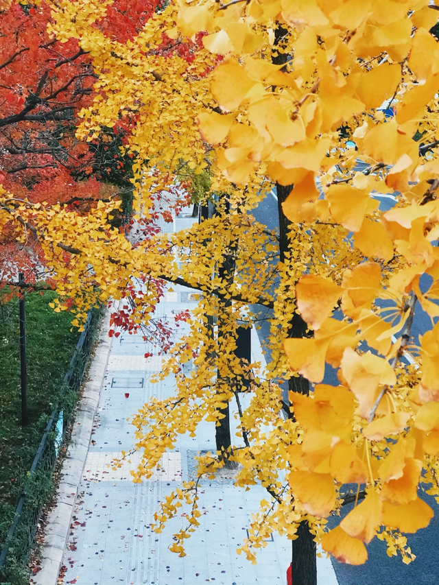 银杏黄了，乌桕红了！魔都绝美天桥美成调色盘，人少免费打卡→