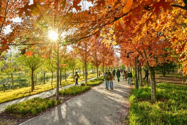 本周末迎赏红高峰，副中心金秋美景邀您共赴“京秋”之约