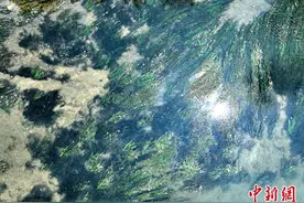 广西德保海菜花开随波荡漾图片