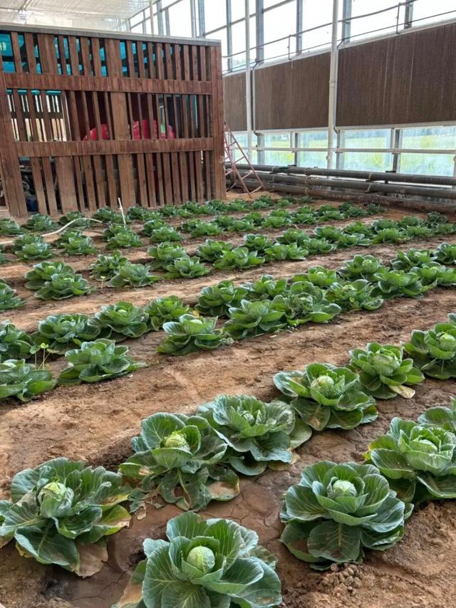 西安出发1h！这4个宝藏农场！