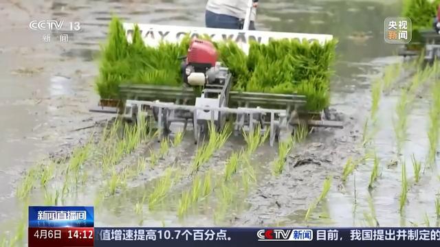 清明节也分“早晚” 揭秘藏在民间谚语里的古人智慧