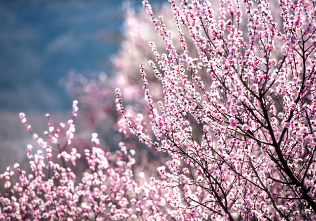 黄河畔 桃花醉｜荆紫仙山第十二届桃花节将于3月8日启幕