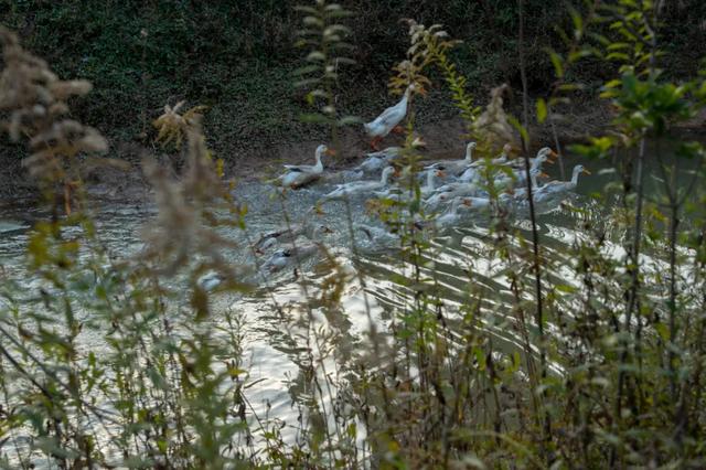 @0731，一组绿心秋色卡，请查收！