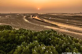 告别2024，看一场绝美日落！湛江遂溪“海上森林”鸟翩飞图片