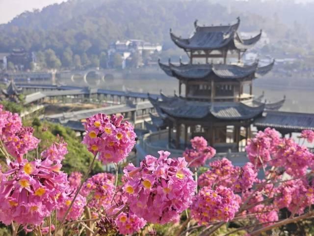 就现在，靓爆镜！免费赏！江门超浪漫粉色花海上新