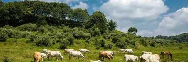 说走就走的旅行，直奔嵩县后湖草原