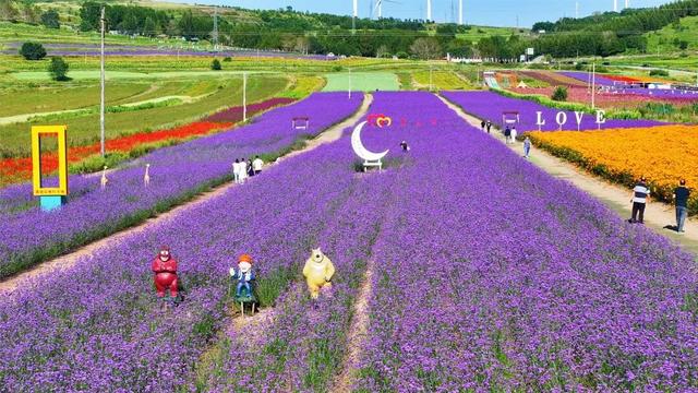 学习强国 | 河北张北：花色斑斓耀山岭