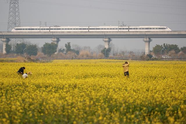 油菜花冬日“抢跑”，花海大片可以整起来了