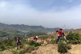 重庆巴南区：巴心服务再出发，植树造林种希望图片