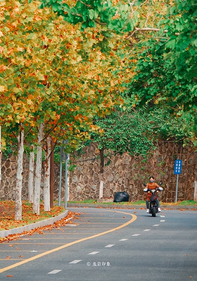 摘甜橙、赏红枫……龙岩初冬玩法上新