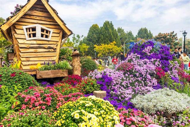 现场火爆！武汉今秋最大花展开幕