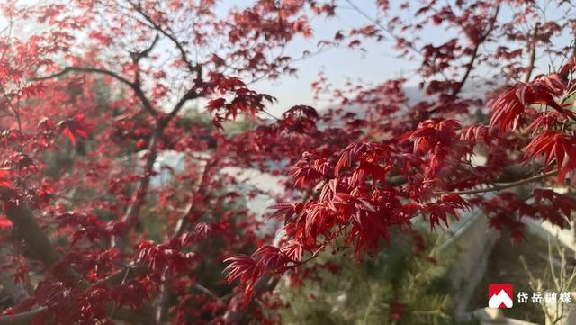 图集丨山东省泰安市岱岳区下港镇：光影染四季