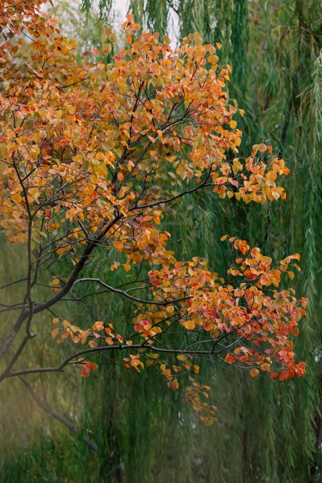 在上海市区的免费公园，一棵五彩树就是一场盛大的秋天！