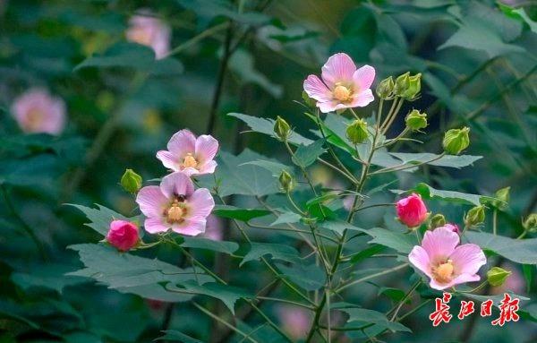 花色一日三变，武汉73座公园可赏木芙蓉