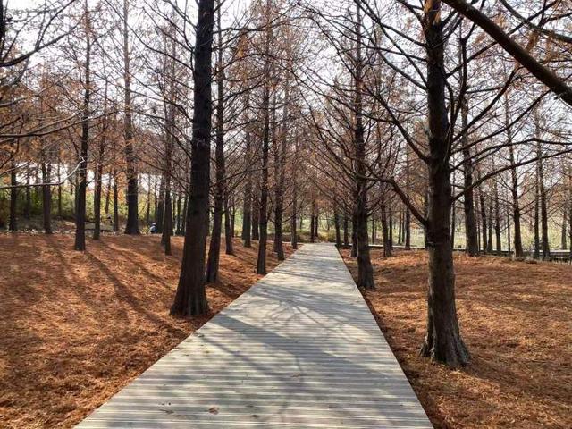 上海公园总数达到1100座！三林滨江城市森林“水森林”已基本建成，计划今年春天开放