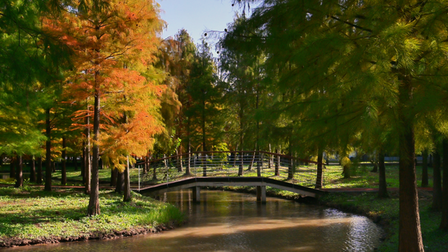 来横沙岛的秋风里，寻一抹中国黄