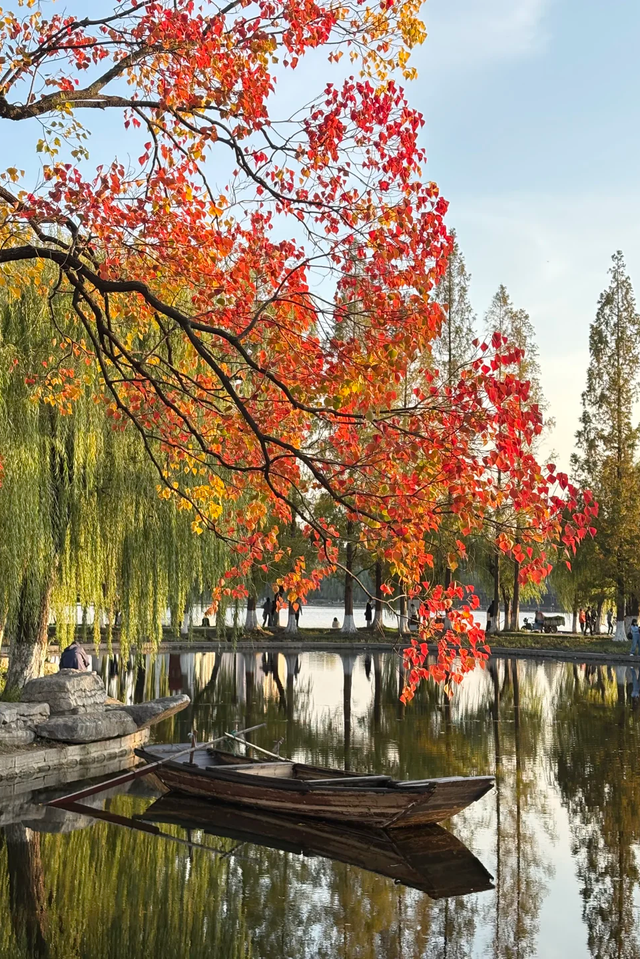 “含金量”还在上升！南京的浪漫藏不住了