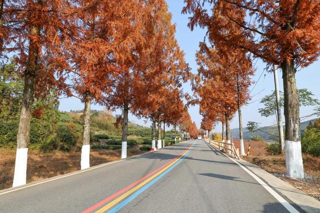 福建武夷山：匠心守护赏景之路