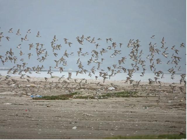 再凶的猛禽，也会怕这种“大铁鸟”