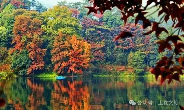 阳明湖最新“枫”情预告