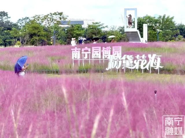 秋日限定！南宁规模最大的粉黛花海盛放中