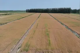 又是一年好“丰”光 小麦收割正当时图片