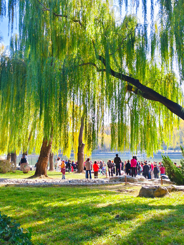 湖畔柳色依旧，陶然亭公园风景正好