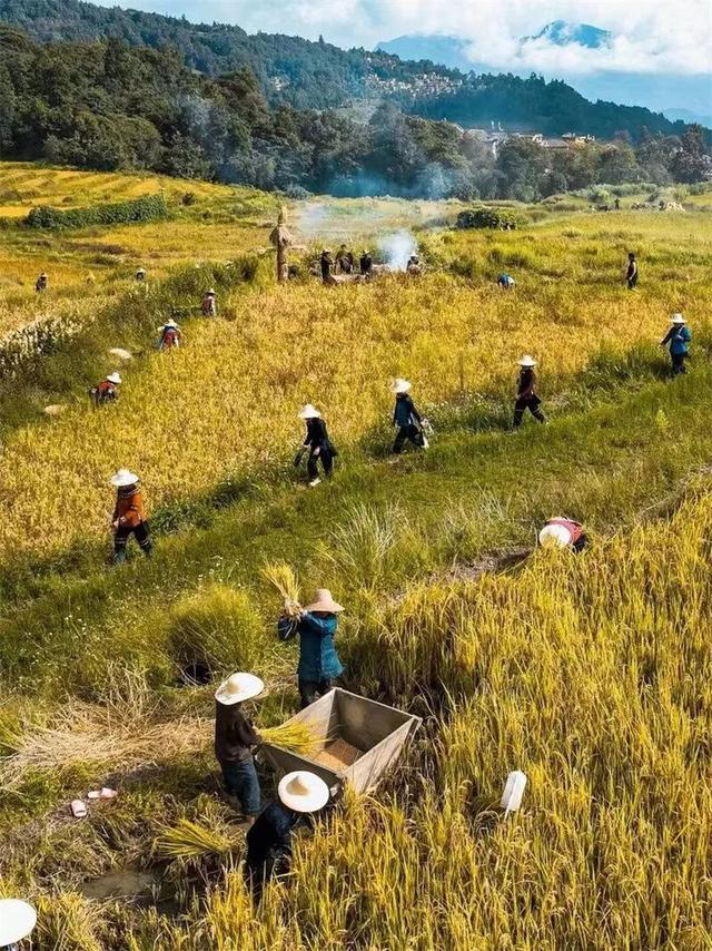 旅居红河 畅享四季丨秋日，与周笔畅共赴一场千年梯田的丰收之约