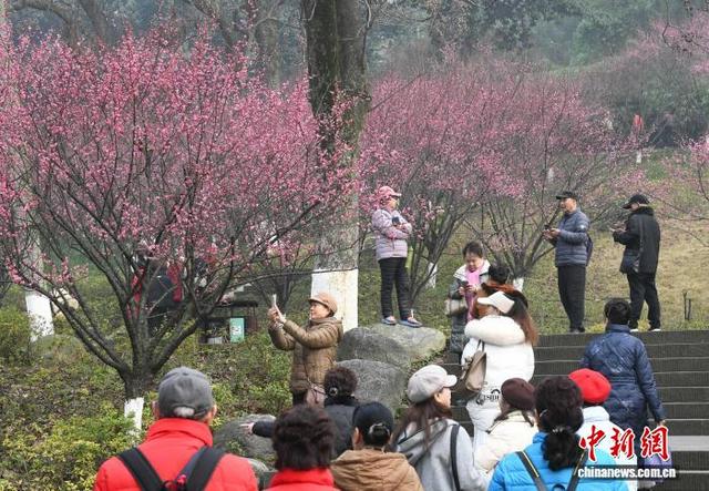 重庆：红梅绽放引客来 暗香浮动惹人醉
