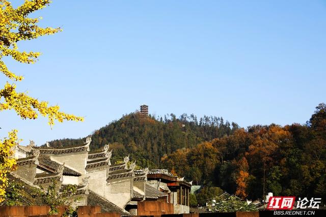 岁暖时刻丨一树金黄一城诗，凤凰的冬日浪漫正悄然绽放