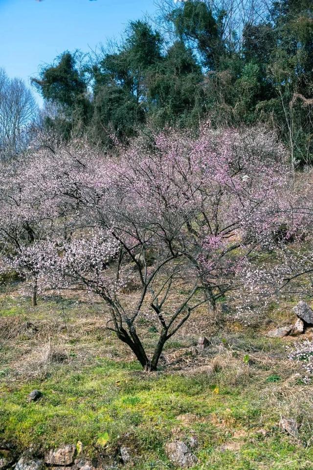 盛花期！这波“梅”景太出片，是谁拍到了啦