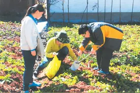 如何帮污染土壤恢复健康？图片