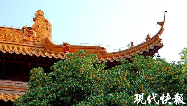 南京朝天宫的秋天，空气在“发糖”